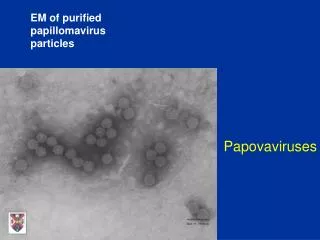 EM of purified papillomavirus particles