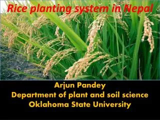 Rice planting system in Nepal Arjun Pandey Department of plant and soil science Oklahoma State University