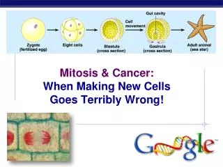 Mitosis &amp; Cancer: When Making New Cells Goes Terribly Wrong!