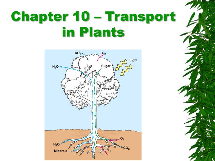 chapter 10 transport in plants