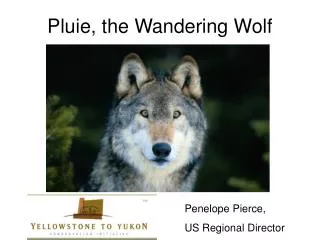 Pluie, the Wandering Wolf