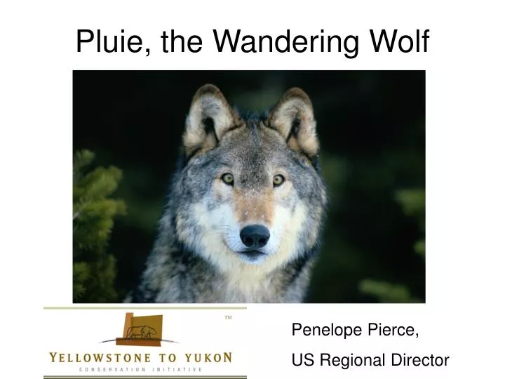 pluie the wandering wolf