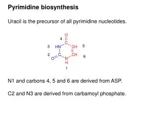 Uracil is the precursor of all pyrimidine nucleotides.