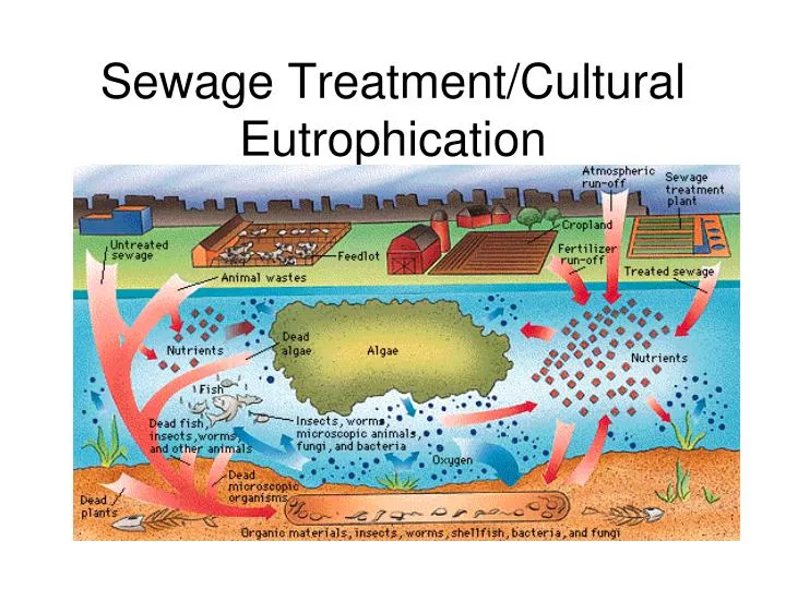 sewage treatment cultural eutrophication