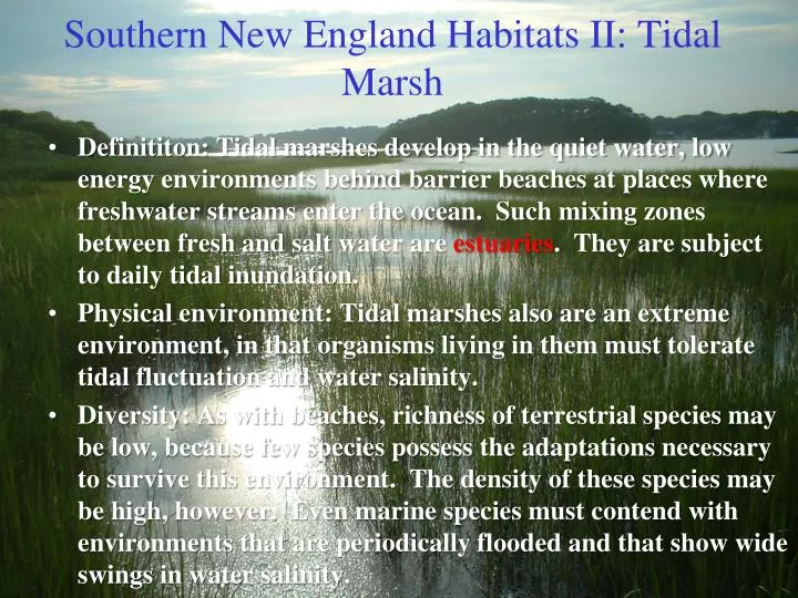 southern new england habitats ii tidal marsh