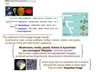 http://phylogeny.arizona.edu/tree/eukaryotes/fungi/fungi.html The organisms of the fungal lineage include