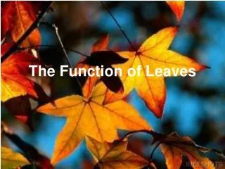The Function of Leaves