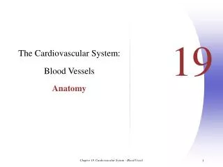 The Cardiovascular System: Blood Vessels Anatomy