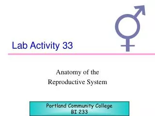 Lab Activity 33