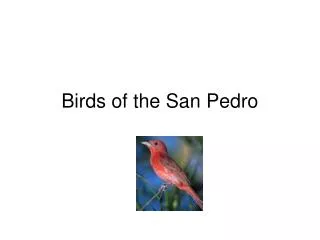 Birds of the San Pedro