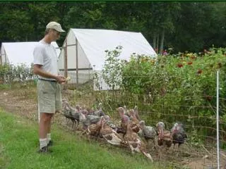 Poultry for Pest Management