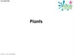 Plants - slide 1