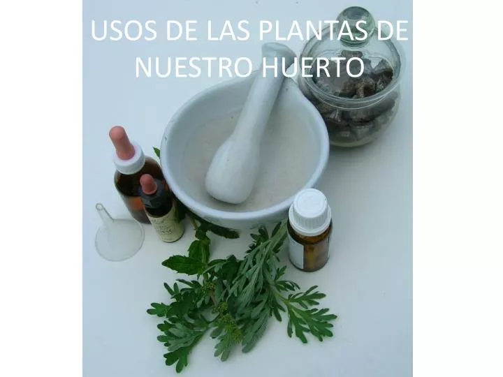 usos de las plantas de nuestro huerto