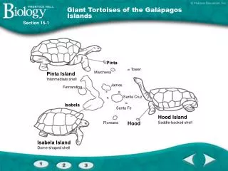 Giant Tortoises of the Galápagos Islands