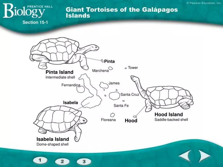 giant tortoises of the gal pagos islands