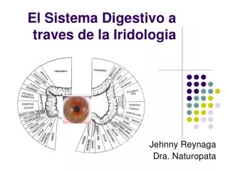 El Sistema Digestivo a traves de la Iridologia