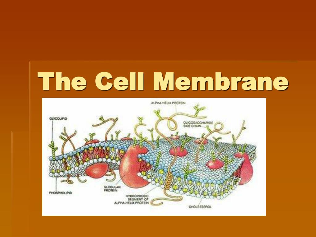 PPT - The Cell Membrane PowerPoint Presentation, free download - ID:557125