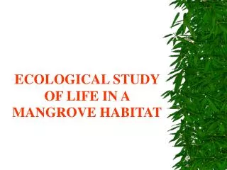 ECOLOGICAL STUDY OF LIFE IN A MANGROVE HABITAT