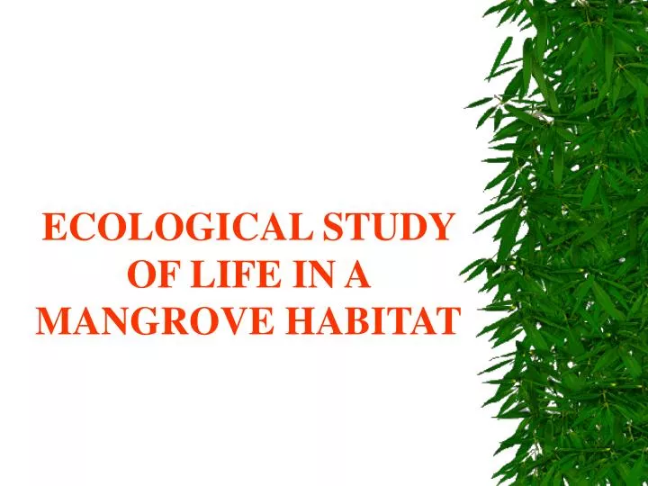 ecological study of life in a mangrove habitat