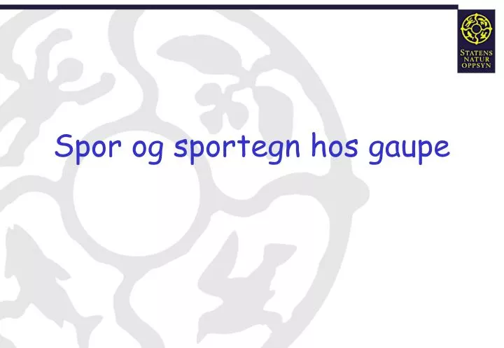 spor og sportegn hos gaupe