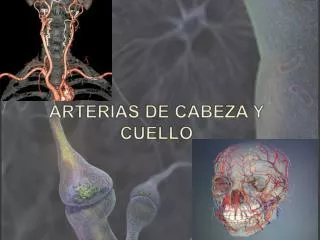 ARTERIAS DE CABEZA Y CUELLO