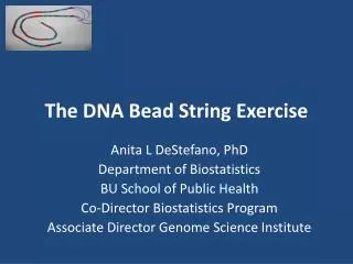 The DNA Bead String Exercise