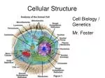 Cellular Structure
