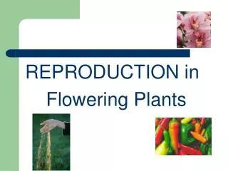 REPRODUCTION in Flowering Plants