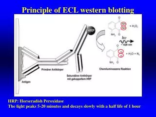 Principle of ECL western blotting