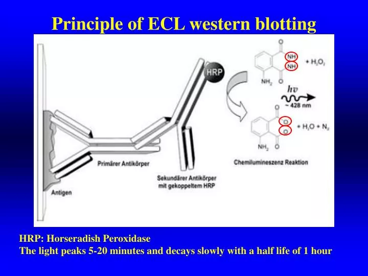 principle of ecl western blotting