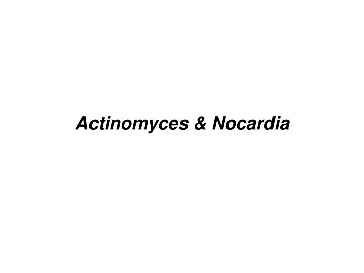 actinomyces nocardia