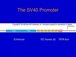 The SV40 Promoter