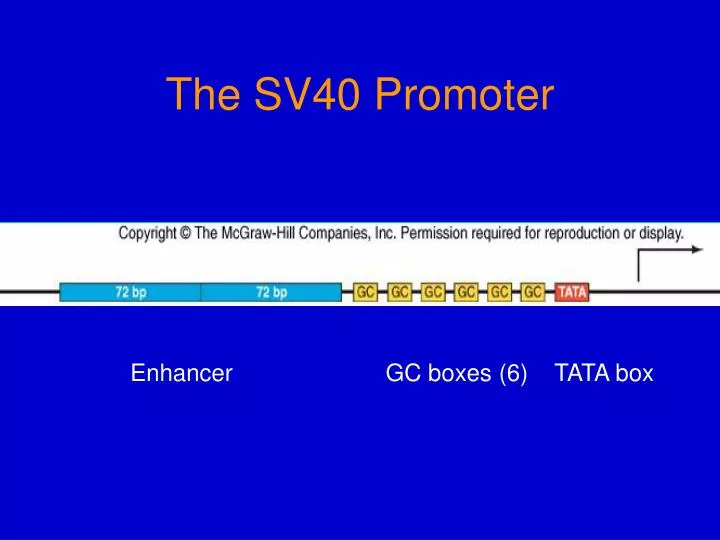 the sv40 promoter