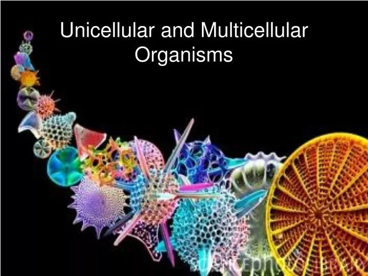 unicellular and multicellular organisms