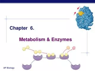 Chapter 6. 	Metabolism &amp; Enzymes