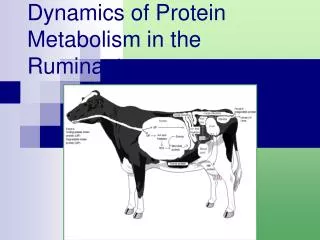 Dynamics of Protein Metabolism in the Ruminant
