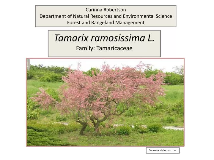 tamarix ramosissima l family tamaricaceae