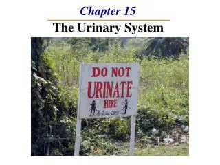 Chapter 15 The Urinary System