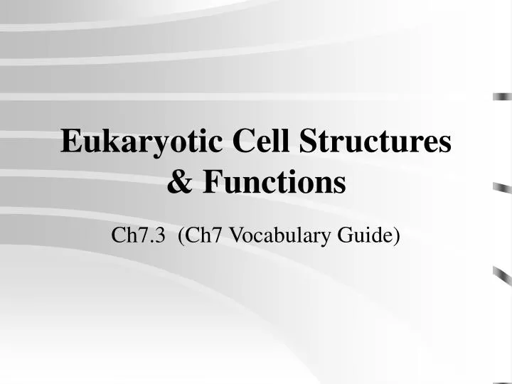 eukaryotic cell structures functions
