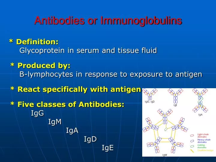antibodies or immunoglobulins
