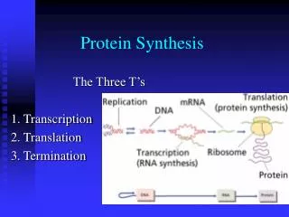 Protein Synthesis