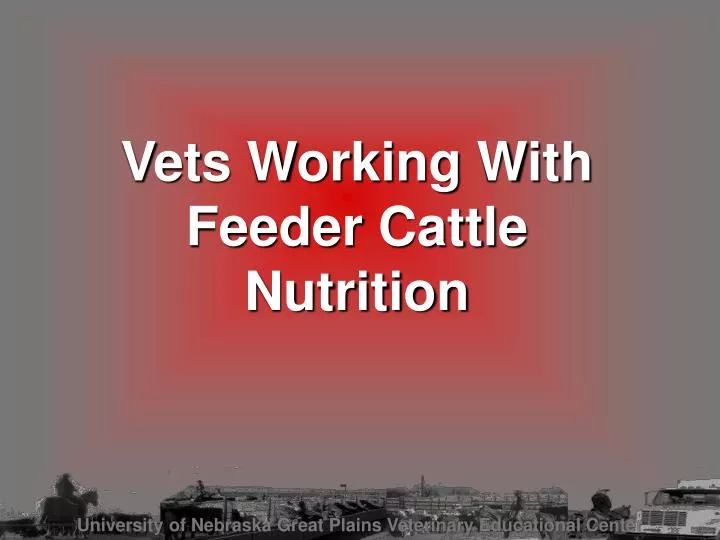 vets working with feeder cattle nutrition