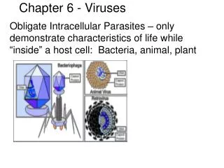 Chapter 6 - Viruses