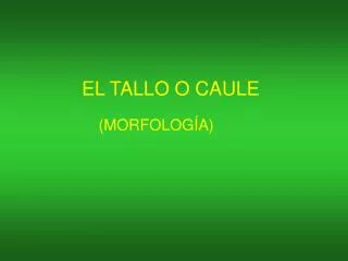 EL TALLO O CAULE