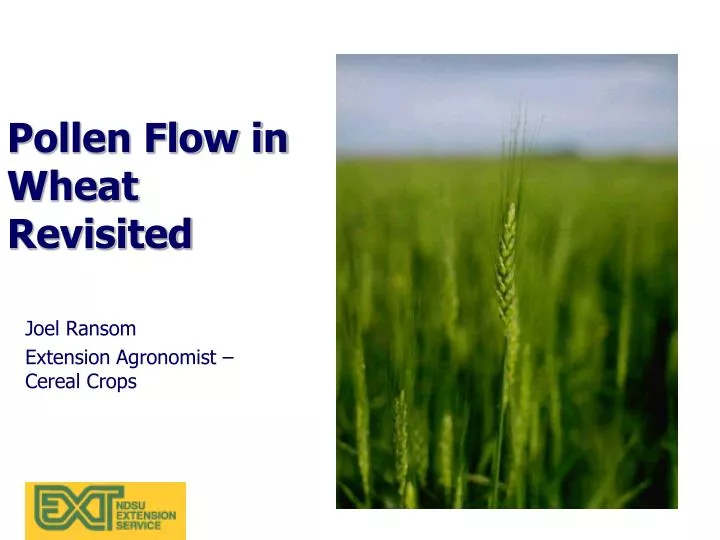 pollen flow in wheat revisited