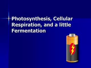 Photosynthesis, Cellular Respiration, and a little Fermentation