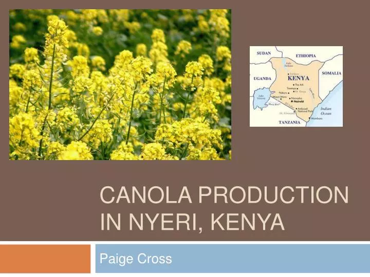 canola production in nyeri kenya