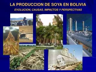 LA PRODUCCION DE SOYA EN BOLIVIA EVOLUCION, CAUSAS, IMPACTOS Y PERSPECTIVAS