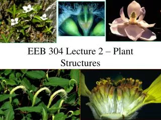 EEB 304 Lecture 2 – Plant Structures
