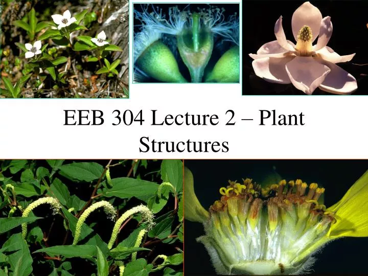 eeb 304 lecture 2 plant structures